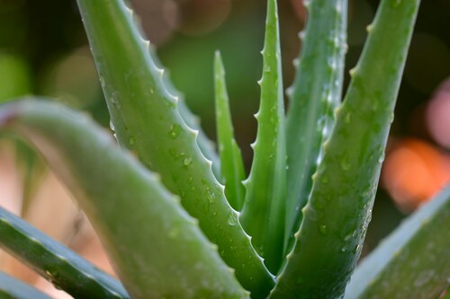 Deya Kids Super Silky Leave-In-Aloe Vera